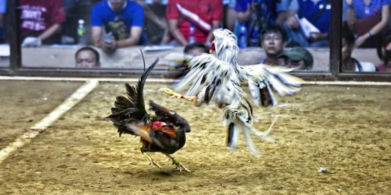 88clb ﻿đăng nhập lô đề uy tín