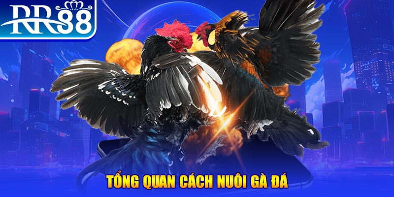 88clb xổ số thứ ba