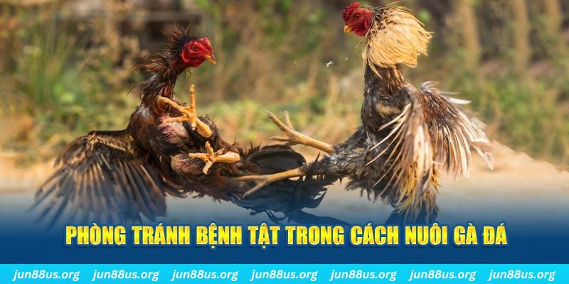 88clb natural” trong baccarat nghĩa là gì？